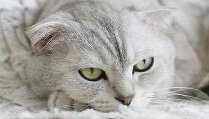 世界杯直播客户端升级-如何接受角色的转变？霍华德：不要让过去影响未来